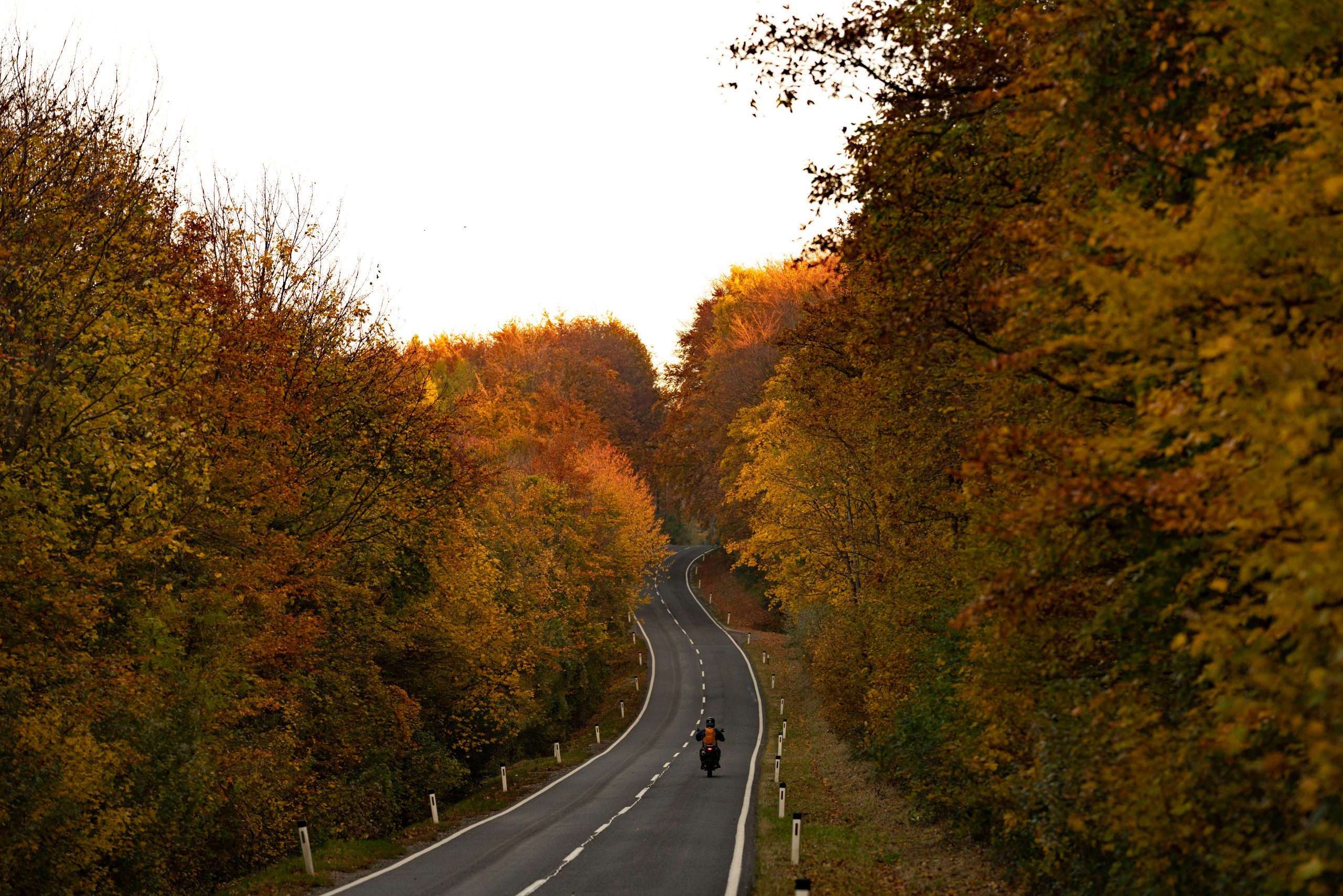 Ein Motorrad fährt durch einen herbstlichen Wald.